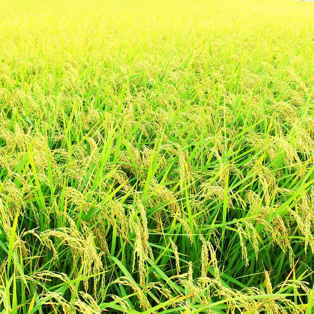 《令和7年・新米》【オリジナルブランド米】金助さんのふく福米 新潟産 こしいぶき 玄米 2kg【令和7年産】