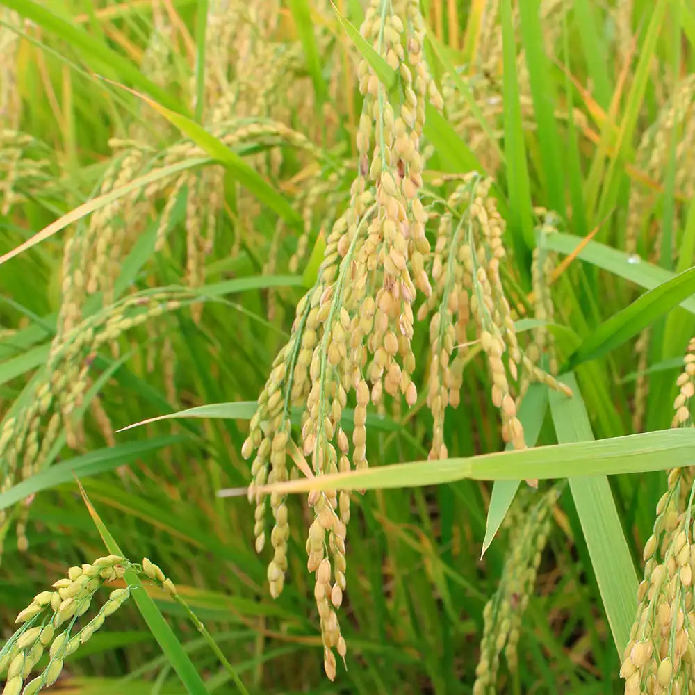 《令和7年・新米》【オリジナルブランド米】しあわせはぐくみ米 新潟産 コシヒカリ 白米 2kg【令和7年産】